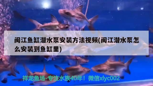 閩江魚(yú)缸潛水泵安裝方法視頻(閩江潛水泵怎么安裝到魚(yú)缸里)