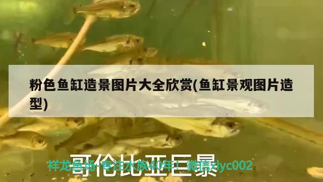 粉色魚(yú)缸造景圖片大全欣賞(魚(yú)缸景觀圖片造型)