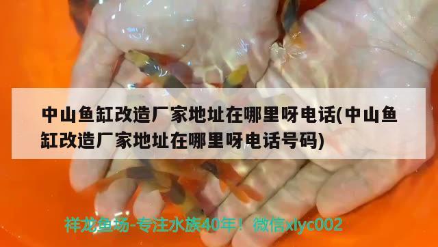 中山魚缸改造廠家地址在哪里呀電話(中山魚缸改造廠家地址在哪里呀電話號碼) 噴點菠蘿魚