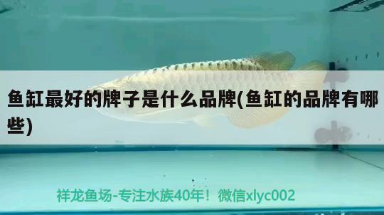 魚缸最好的牌子是什么品牌(魚缸的品牌有哪些) 女王大帆魚苗