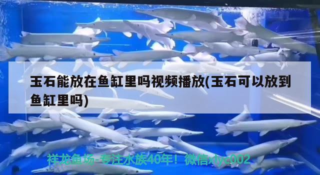 玉石能放在魚(yú)缸里嗎視頻播放(玉石可以放到魚(yú)缸里嗎)