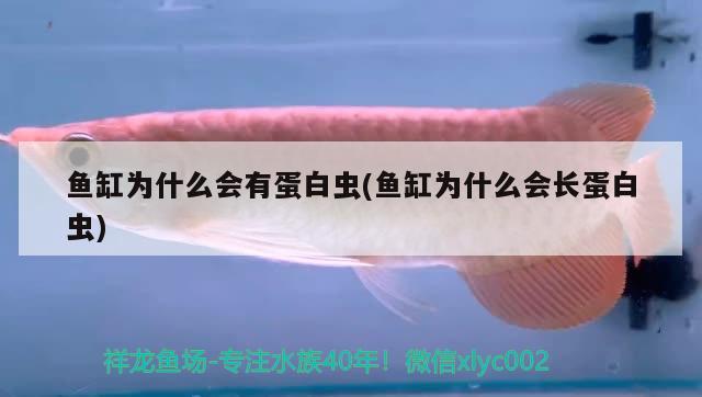 魚缸為什么會有蛋白蟲(魚缸為什么會長蛋白蟲) 海象魚