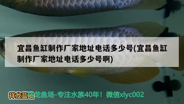 宜昌魚缸制作廠家地址電話多少號(hào)(宜昌魚缸制作廠家地址電話多少號(hào)啊) 其他益生菌