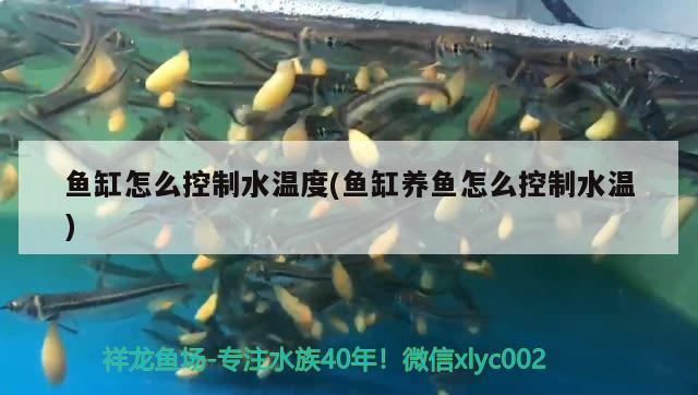 魚缸怎么控制水溫度(魚缸養(yǎng)魚怎么控制水溫) 月光鴨嘴魚