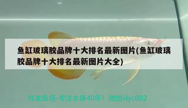 魚缸玻璃膠品牌十大排名最新圖片(魚缸玻璃膠品牌十大排名最新圖片大全) 可麗愛魚缸