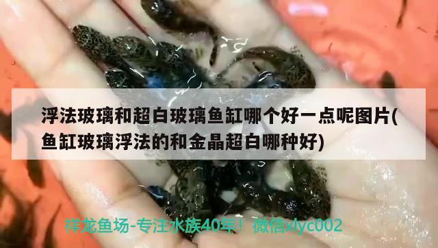 浮法玻璃和超白玻璃魚缸哪個好一點呢圖片(魚缸玻璃浮法的和金晶超白哪種好) 白玉紅龍魚