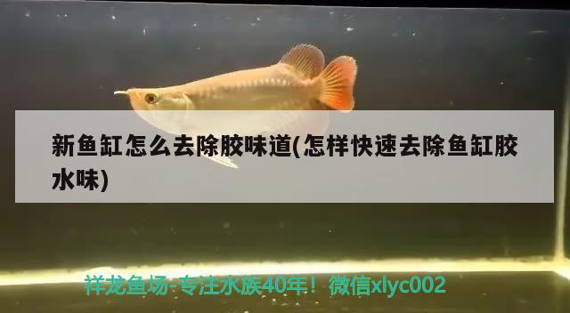 新魚缸怎么去除膠味道(怎樣快速去除魚缸膠水味)