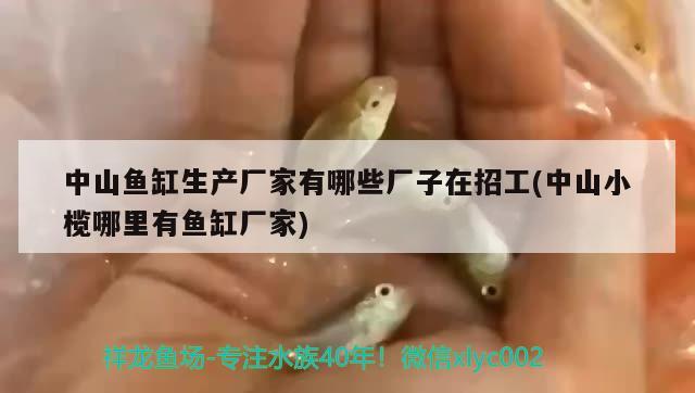 中山魚缸生產(chǎn)廠家有哪些廠子在招工(中山小欖哪里有魚缸廠家) 新加坡號半紅龍魚（練手級紅龍魚）