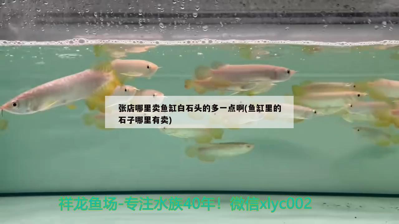 張店哪里賣魚缸白石頭的多一點(diǎn)啊(魚缸里的石子哪里有賣)