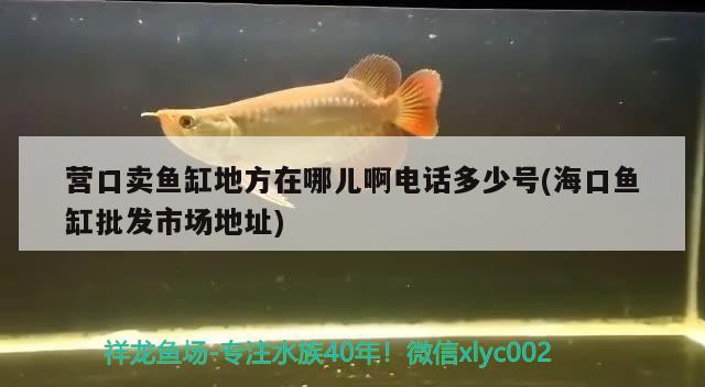 營口賣魚缸地方在哪兒啊電話多少號(?？隰~缸批發(fā)市場地址) 白條過背金龍魚