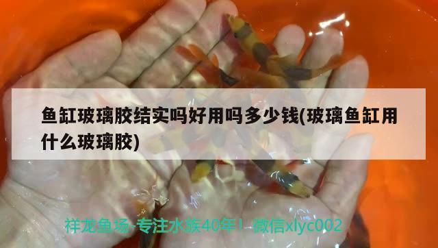 魚缸玻璃膠結(jié)實(shí)嗎好用嗎多少錢(玻璃魚缸用什么玻璃膠) 哥倫比亞巨暴魚苗