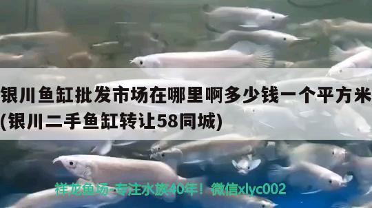 銀川魚缸批發(fā)市場在哪里啊多少錢一個平方米(銀川二手魚缸轉(zhuǎn)讓58同城) 龍魚百科