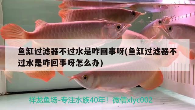 魚缸過濾器不過水是咋回事呀(魚缸過濾器不過水是咋回事呀怎么辦) 沖氧泵