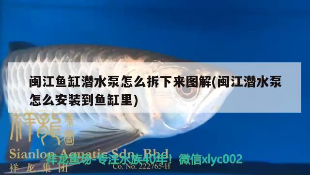 閩江魚缸潛水泵怎么拆下來圖解(閩江潛水泵怎么安裝到魚缸里)