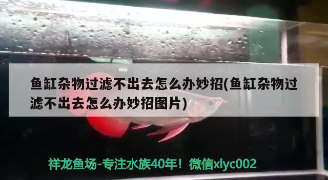 魚缸雜物過濾不出去怎么辦妙招(魚缸雜物過濾不出去怎么辦妙招圖片)