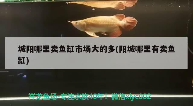 城陽哪里賣魚缸市場(chǎng)大的多(陽城哪里有賣魚缸) 水族世界