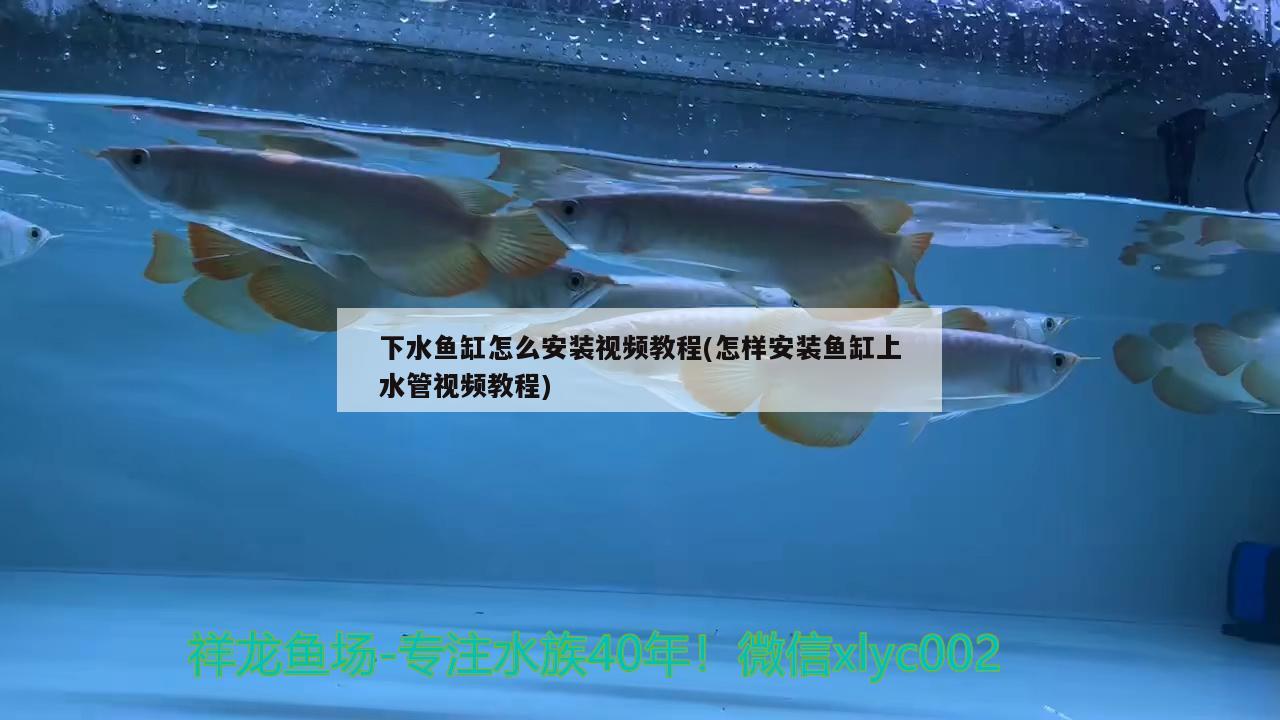 下水魚缸怎么安裝視頻教程(怎樣安裝魚缸上水管視頻教程) 胭脂孔雀龍魚