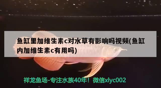 魚缸里加維生素c對水草有影響嗎視頻(魚缸內加維生素c有用嗎) 水草