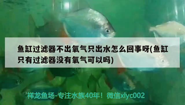 魚缸過濾器不出氧氣只出水怎么回事呀(魚缸只有過濾器沒有氧氣可以嗎) 紅老虎魚