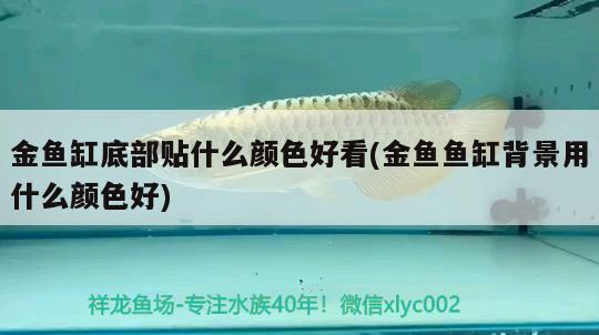 金魚缸底部貼什么顏色好看(金魚魚缸背景用什么顏色好)