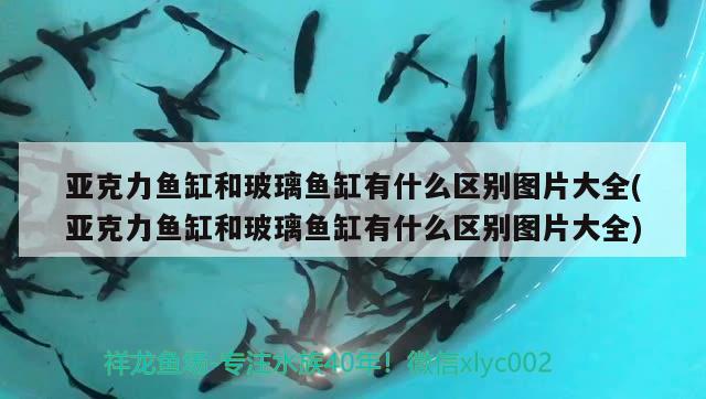 亞克力魚缸和玻璃魚缸有什么區(qū)別圖片大全(亞克力魚缸和玻璃魚缸有什么區(qū)別圖片大全) 其它水族用具設(shè)備 第2張