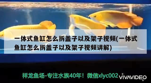 一體式魚缸怎么拆蓋子以及架子視頻(一體式魚缸怎么拆蓋子以及架子視頻講解) 招財戰(zhàn)船魚