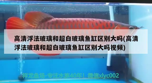 高清浮法玻璃和超白玻璃魚缸區(qū)別大嗎(高清浮法玻璃和超白玻璃魚缸區(qū)別大嗎視頻) 白玉紅龍魚