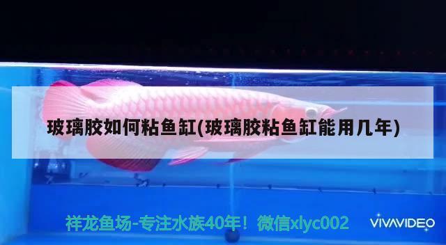 玻璃膠如何粘魚缸(玻璃膠粘魚缸能用幾年) 慈雕魚