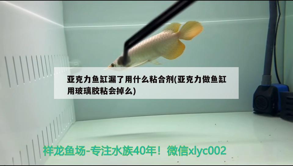 亞克力魚缸漏了用什么粘合劑(亞克力做魚缸用玻璃膠粘會掉么)