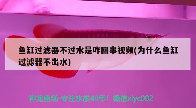 魚(yú)缸過(guò)濾器不過(guò)水是咋回事視頻(為什么魚(yú)缸過(guò)濾器不出水) 祥龍魚(yú)場(chǎng)