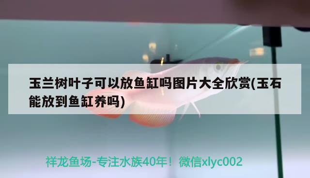 玉蘭樹葉子可以放魚缸嗎圖片大全欣賞(玉石能放到魚缸養(yǎng)嗎)