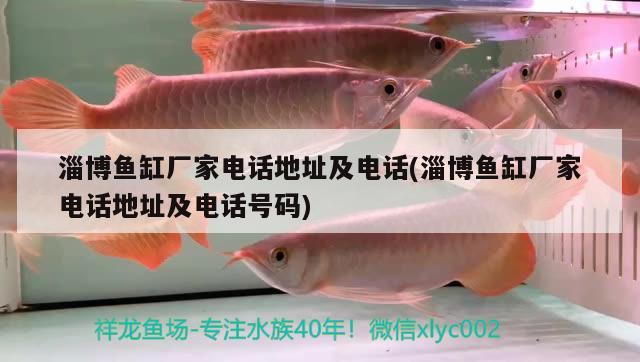 淄博魚缸廠家電話地址及電話(淄博魚缸廠家電話地址及電話號碼) 非洲金鼓魚