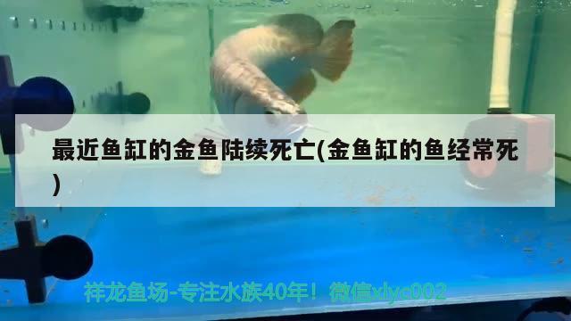 最近魚缸的金魚陸續(xù)死亡(金魚缸的魚經(jīng)常死)