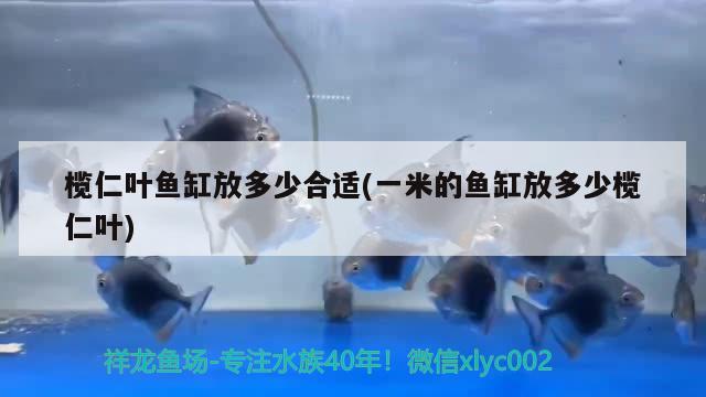 欖仁葉魚缸放多少合適(一米的魚缸放多少欖仁葉) 印尼四紋虎