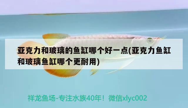 亞克力和玻璃的魚缸哪個好一點(亞克力魚缸和玻璃魚缸哪個更耐用) 粗線銀版魚