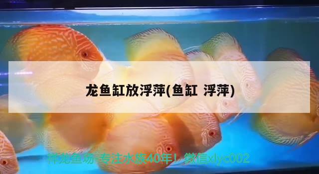 龍魚缸放浮萍(魚缸浮萍) 金老虎魚