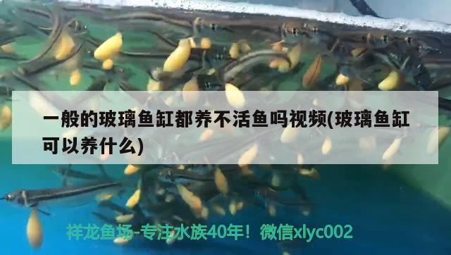 一般的玻璃魚缸都養(yǎng)不活魚嗎視頻(玻璃魚缸可以養(yǎng)什么) 細線銀版魚