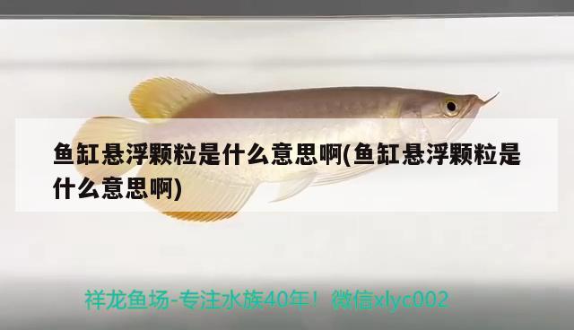 魚缸懸浮顆粒是什么意思啊(魚缸懸浮顆粒是什么意思啊) 魟魚百科