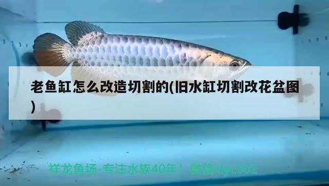 老魚(yú)缸怎么改造切割的(舊水缸切割改花盆圖)