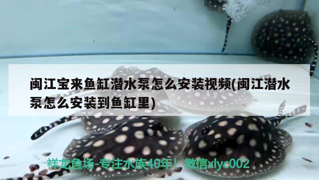 閩江寶來魚缸潛水泵怎么安裝視頻(閩江潛水泵怎么安裝到魚缸里) 虎魚百科