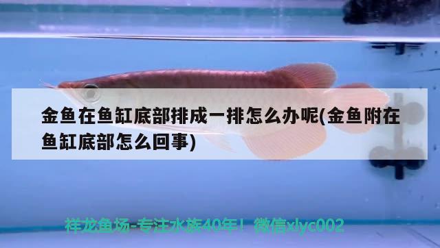 金魚在魚缸底部排成一排怎么辦呢(金魚附在魚缸底部怎么回事) 魚缸水泵