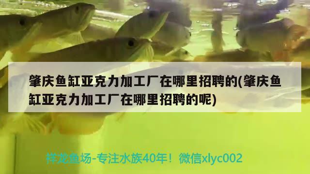 肇慶魚缸亞克力加工廠在哪里招聘的(肇慶魚缸亞克力加工廠在哪里招聘的呢) 狗仔招財(cái)貓魚