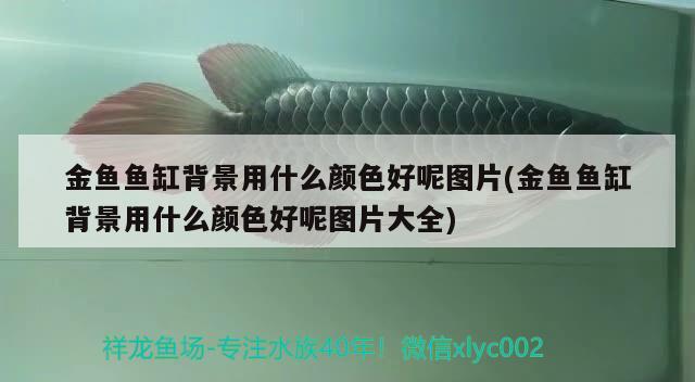 金魚魚缸背景用什么顏色好呢圖片(金魚魚缸背景用什么顏色好呢圖片大全) 虎斑恐龍魚