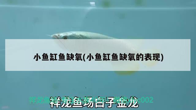 小魚缸魚缺氧(小魚缸魚缺氧的表現(xiàn)) 水族燈（魚缸燈）