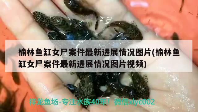 榆林魚缸女尸案件最新進(jìn)展情況圖片(榆林魚缸女尸案件最新進(jìn)展情況圖片視頻) 彩鰈魚缸（彩蝶魚缸）