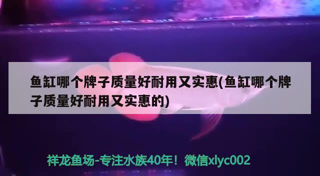 魚缸哪個(gè)牌子質(zhì)量好耐用又實(shí)惠(魚缸哪個(gè)牌子質(zhì)量好耐用又實(shí)惠的) 藍(lán)底過背金龍魚