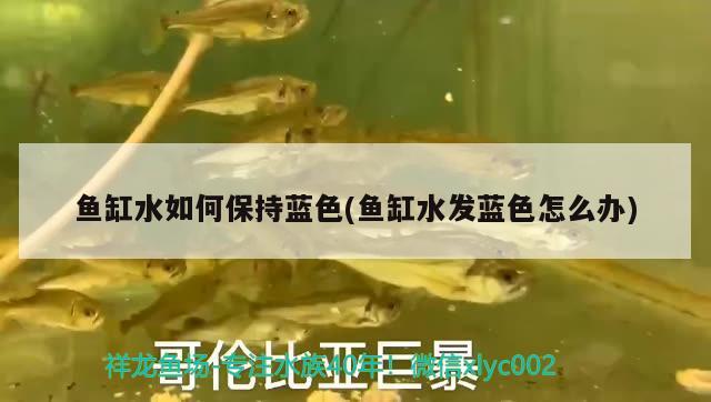 魚缸水如何保持藍(lán)色(魚缸水發(fā)藍(lán)色怎么辦) 黑帝王魟魚