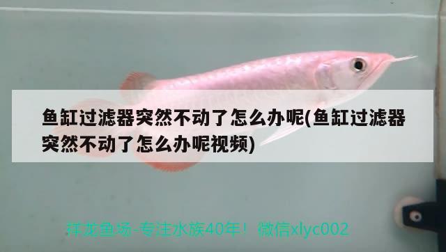 魚缸過濾器突然不動了怎么辦呢(魚缸過濾器突然不動了怎么辦呢視頻)