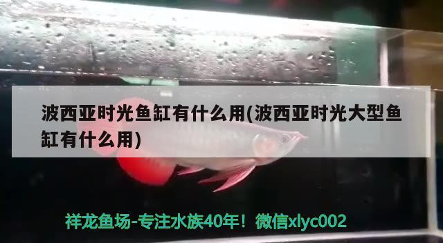 波西亞時光魚缸有什么用(波西亞時光大型魚缸有什么用)