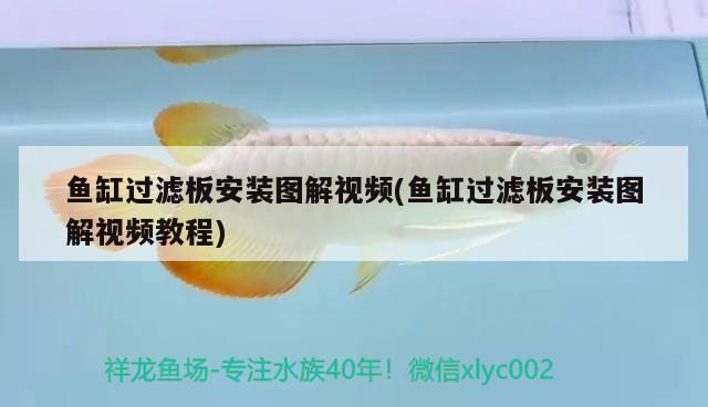 魚缸過濾板安裝圖解視頻(魚缸過濾板安裝圖解視頻教程) 水溫計